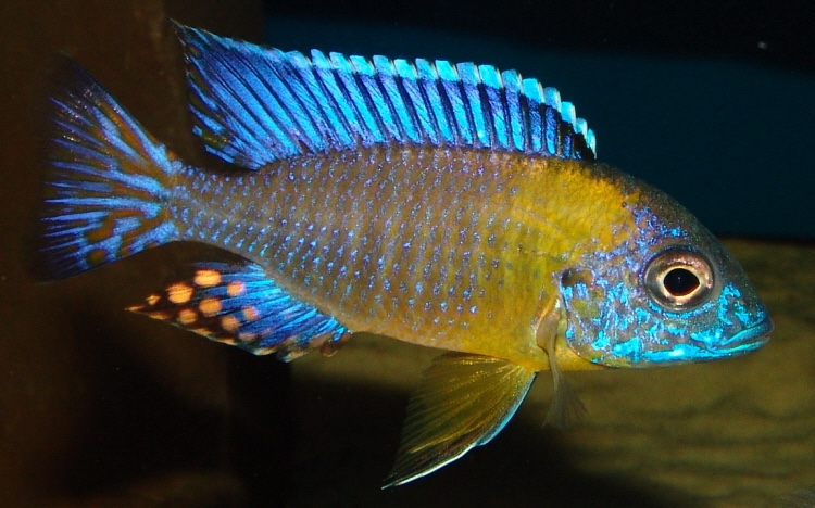 Aulonocara stuartgranti 'Hai Reef'